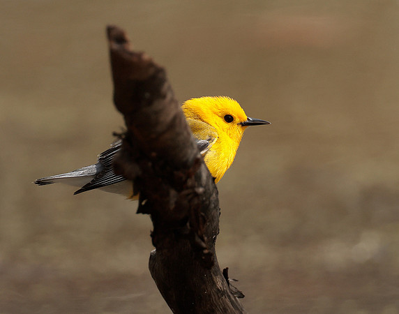 Prothonotory Warbler Protonotaria citrea