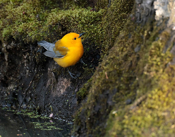 Prothonotory Warbler Protonotaria citrea