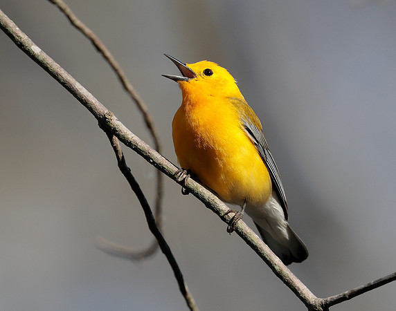 Prothonotory Warbler Protonotaria citrea