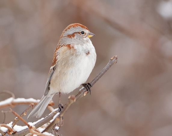 American Tree Sparrow Spizelloides arborea