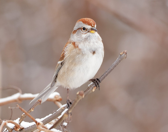 American Tree Sparrow Spizelloides arborea