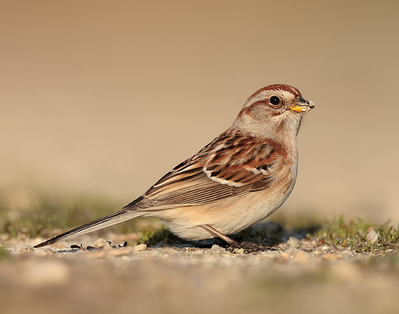 American Tree Sparrow Spizelloides arborea