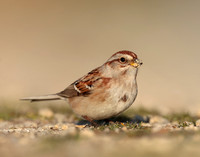 American Tree Sparrow Spizelloides arborea