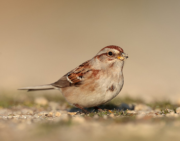 American Tree Sparrow Spizelloides arborea