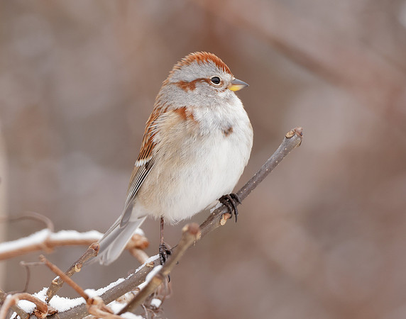 American Tree Sparrow Spizelloides arborea