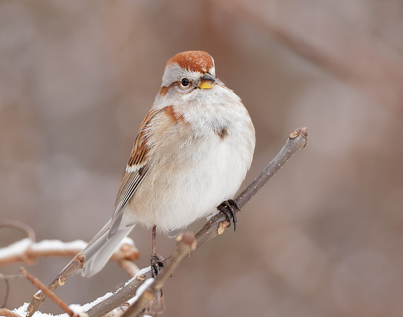 American Tree Sparrow Spizelloides arborea
