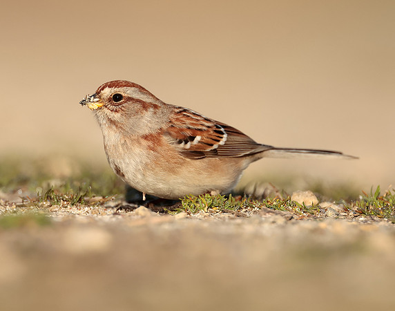 American Tree Sparrow Spizelloides arborea