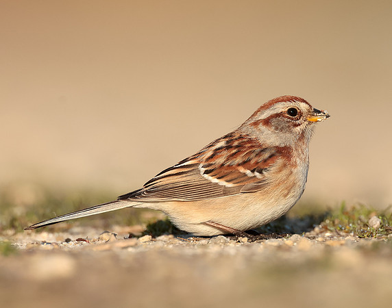 American Tree Sparrow Spizelloides arborea