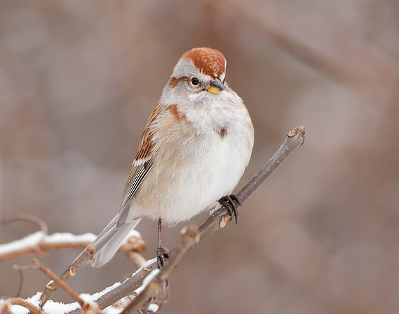 American Tree Sparrow Spizelloides arborea