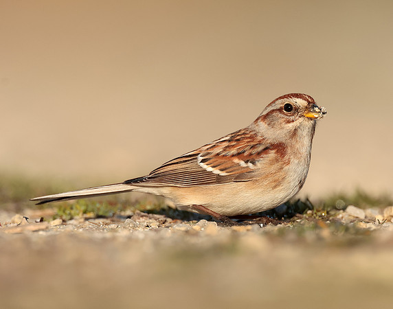 American Tree Sparrow Spizelloides arborea