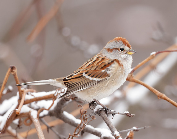 American Tree Sparrow Spizelloides arborea