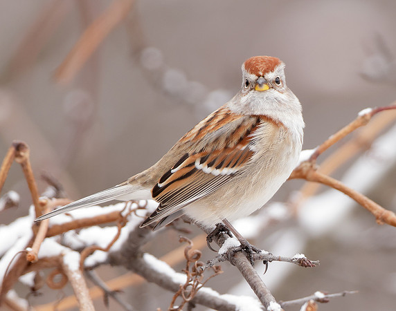 American Tree Sparrow Spizelloides arborea