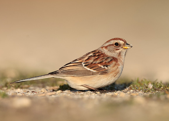 American Tree Sparrow Spizelloides arborea