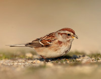 American Tree Sparrow Spizelloides arborea