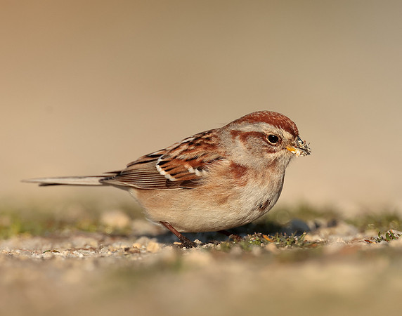 American Tree Sparrow Spizelloides arborea