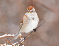 American Tree Sparrow Spizelloides arborea