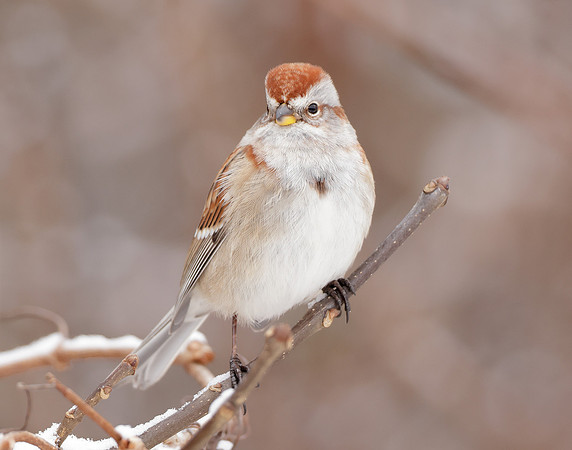 American Tree Sparrow Spizelloides arborea