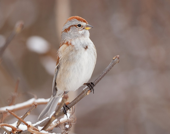 American Tree Sparrow Spizelloides arborea