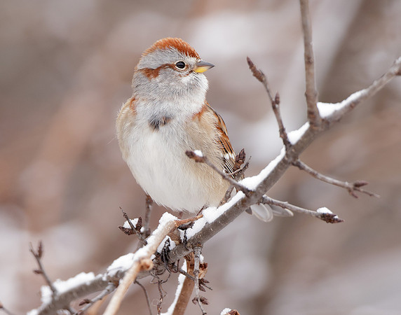 American Tree Sparrow Spizelloides arborea
