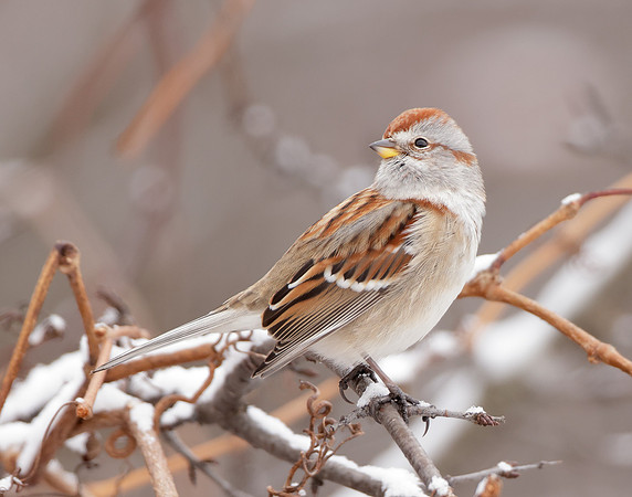 American Tree Sparrow Spizelloides arborea