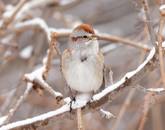 American Tree Sparrow Spizelloides arborea