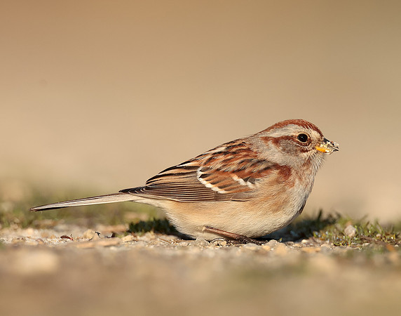 American Tree Sparrow Spizelloides arborea