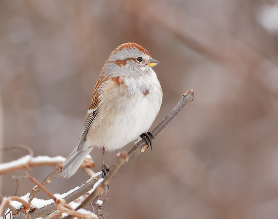 American Tree Sparrow Spizelloides arborea