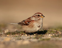 American Tree Sparrow Spizelloides arborea