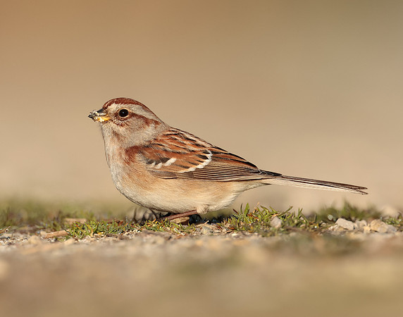 American Tree Sparrow Spizelloides arborea