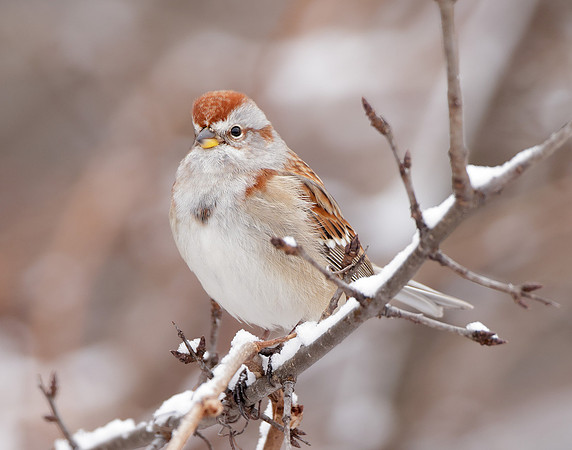 American Tree Sparrow Spizelloides arborea