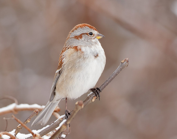 American Tree Sparrow Spizelloides arborea
