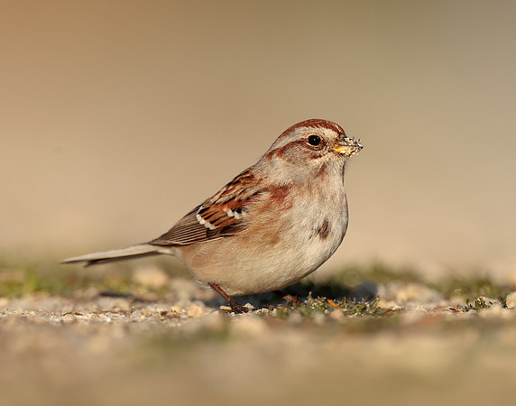 American Tree Sparrow Spizelloides arborea