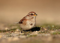 American Tree Sparrow Spizelloides arborea