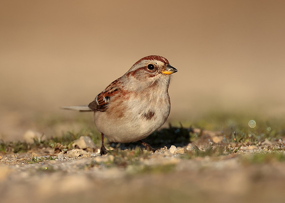 American Tree Sparrow Spizelloides arborea
