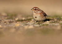 American Tree Sparrow Spizelloides arborea