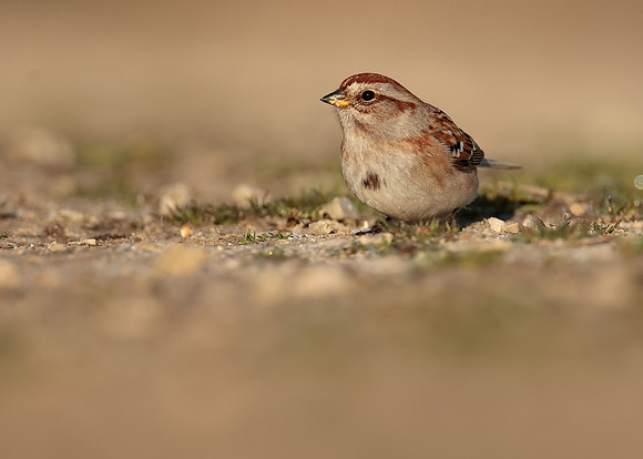 American Tree Sparrow Spizelloides arborea