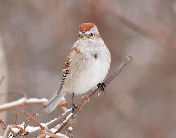 American Tree Sparrow Spizelloides arborea