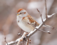 American Tree Sparrow Spizelloides arborea