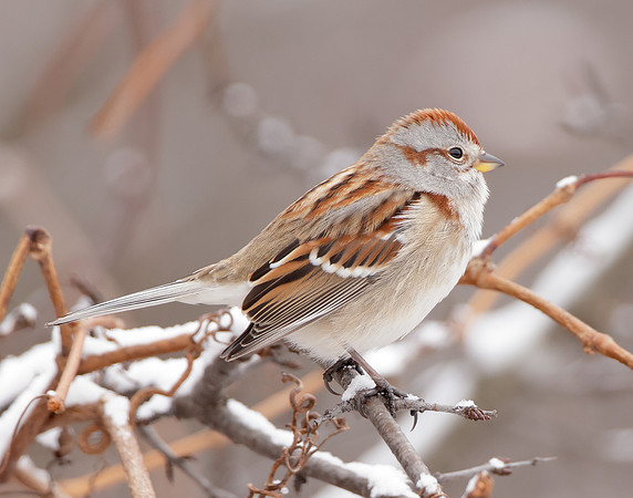 American Tree Sparrow Spizelloides arborea