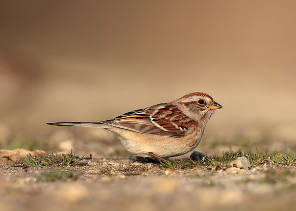 American Tree Sparrow Spizelloides arborea