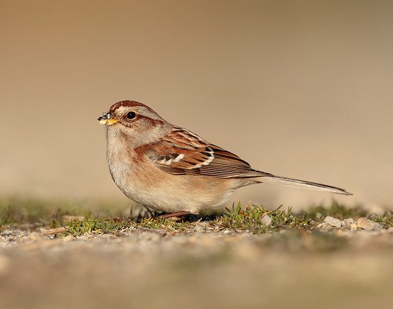 American Tree Sparrow Spizelloides arborea