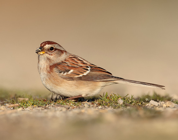 American Tree Sparrow Spizelloides arborea
