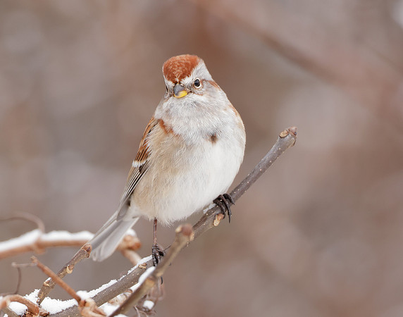 American Tree Sparrow Spizelloides arborea