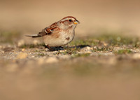 American Tree Sparrow Spizelloides arborea