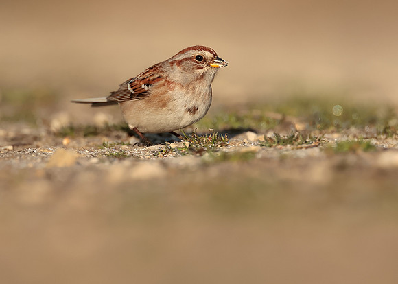 American Tree Sparrow Spizelloides arborea