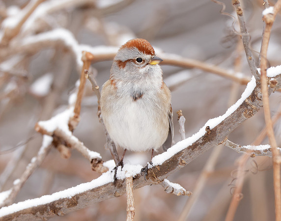 American Tree Sparrow Spizelloides arborea