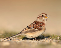 American Tree Sparrow Spizelloides arborea
