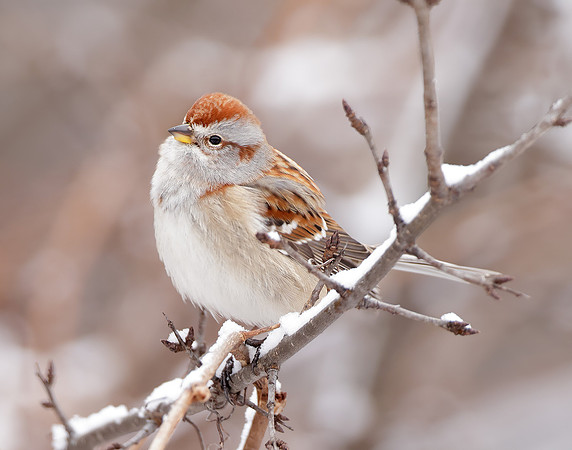 American Tree Sparrow Spizelloides arborea