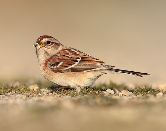 American Tree Sparrow Spizelloides arborea