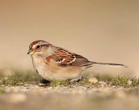 American Tree Sparrow Spizelloides arborea